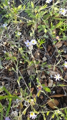 Chaetopappa bellidifolia