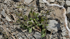 Myosotis australis