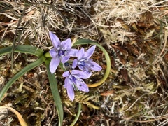 Scilla verna