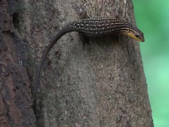 Eutropis rugifera
