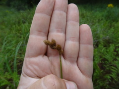 Carex alata