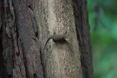 Eutropis rugifera