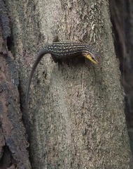 Eutropis rugifera