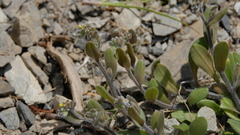 Myosotis australis