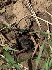 Anaxyrus americanus charlesmithi