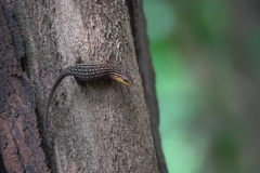 Eutropis rugifera