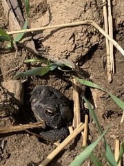Anaxyrus americanus charlesmithi