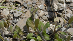 Myosotis australis