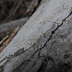 Chaenothecopsis debilis