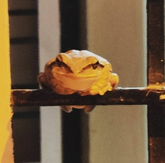 Polypedates maculatus