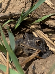 Anaxyrus americanus charlesmithi