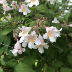 Abelia uniflora