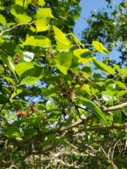 Crataegus tracyi