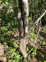 Crataegus tracyi