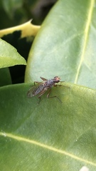 Norellia spinipes