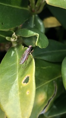 Norellia spinipes