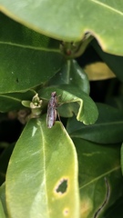 Norellia spinipes