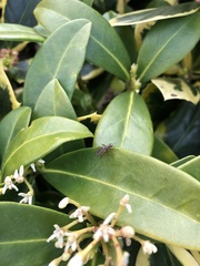 Norellia spinipes