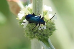 Scelolyperus schwarzii