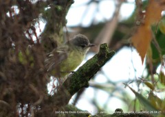 Camptostoma obsoletum