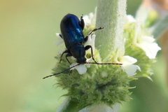 Scelolyperus schwarzii