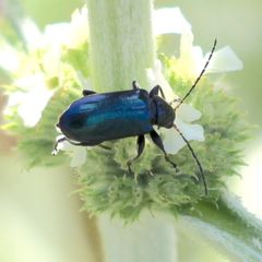 Scelolyperus schwarzii