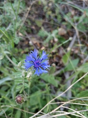 Centaurea