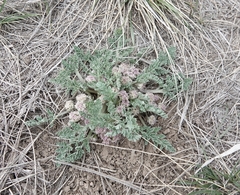 Vesper montanus