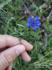 Centaurea