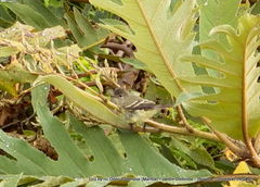 Camptostoma obsoletum