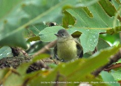 Camptostoma obsoletum