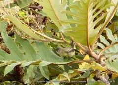 Camptostoma obsoletum