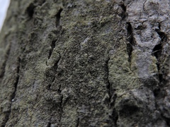 Scoliciosporum pensylvanicum