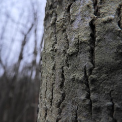Scoliciosporum pensylvanicum