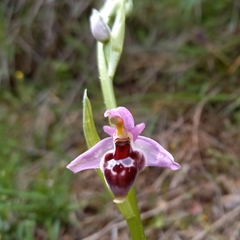 Ophrys delphinensis