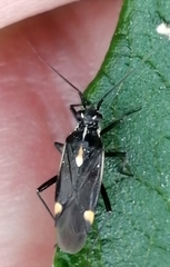 Capsodes sulcatus