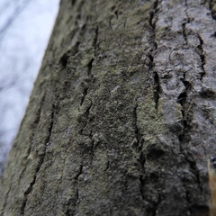 Scoliciosporum pensylvanicum