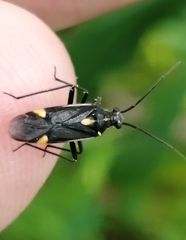 Capsodes sulcatus
