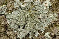 Crespoa crozalsiana