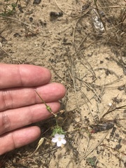 Erodium cicutarium