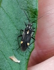 Capsodes sulcatus