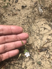 Erodium cicutarium