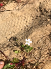 Erodium cicutarium
