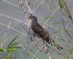 Hierococcyx sparverioides