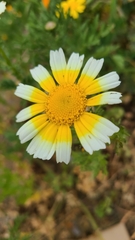 Glebionis coronaria