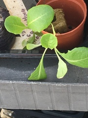 Lactuca sativa longifolia
