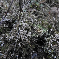 Cladonia subcariosa