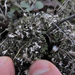 Cladonia subcariosa