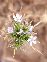 Navarretia tagetina
