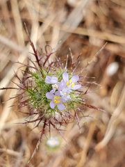 Navarretia tagetina